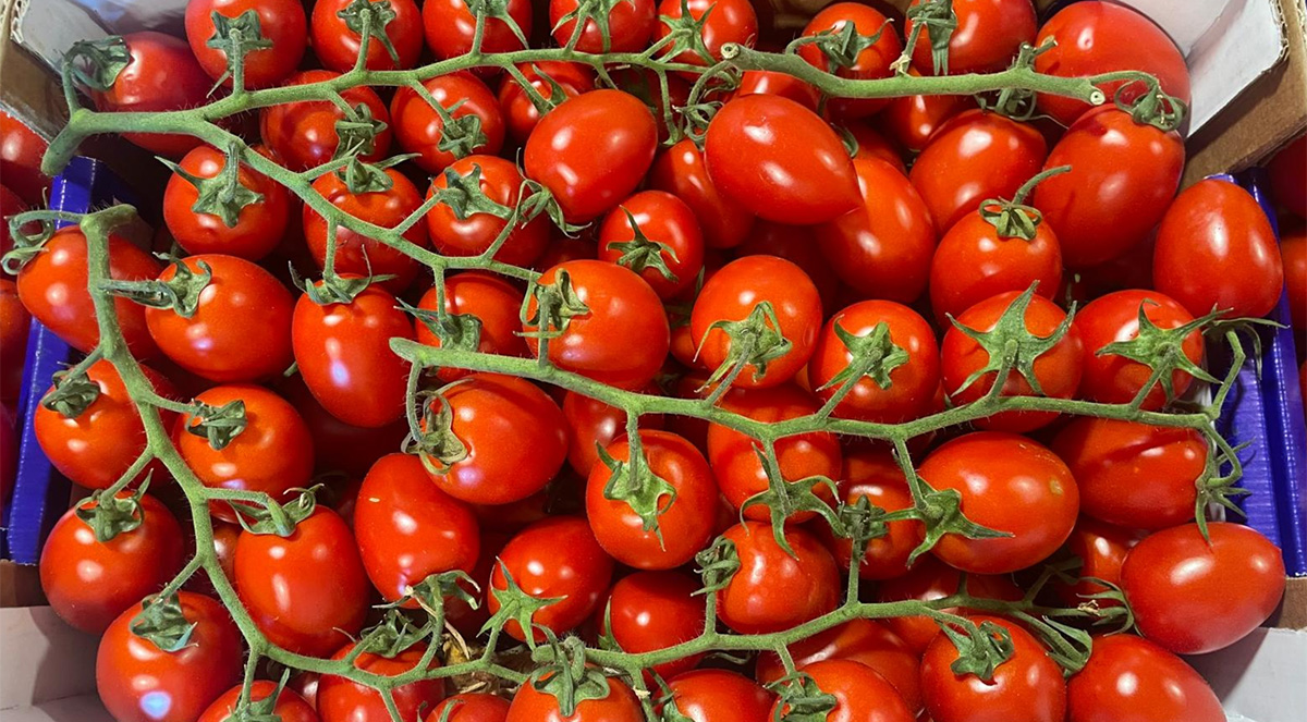 Pomodoro pixel - Sicilia - 1,40/1,50 euro al chilogrammo